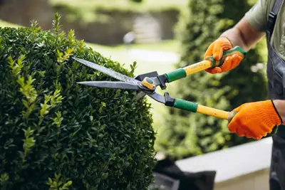 Hovenier snoeit strakke haag langs tuinpad