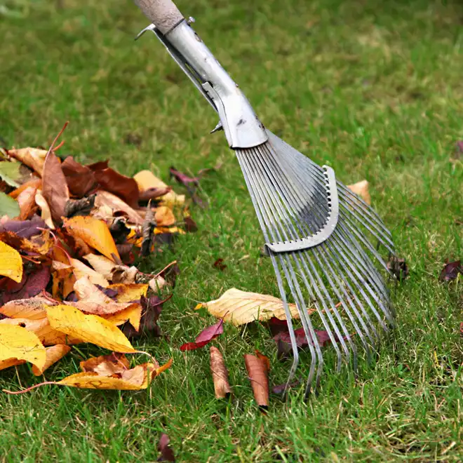 Bladeren uit het gazon harken tijdens tuinonderhoud